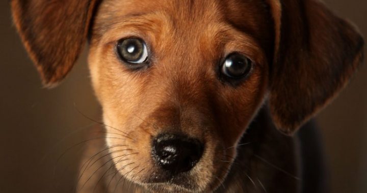 Onda de calor: Ilhabela alerta para cuidados com animais