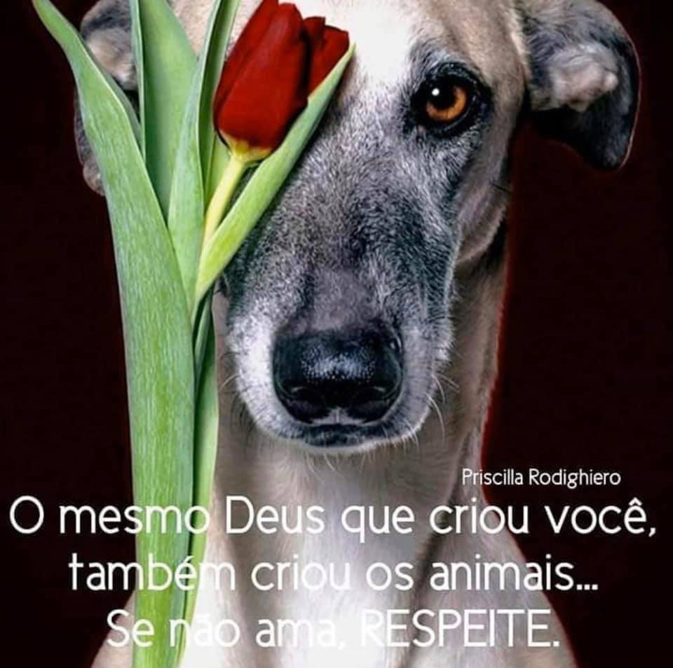 As Fortes Chuvas e os Pets