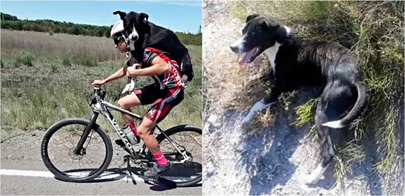 Ciclistas salva a vida de um cãozinho desidratado