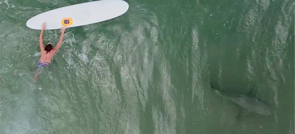 Drones mostram surfistas e tubarões lado a lado