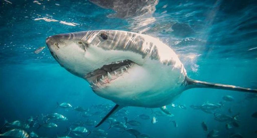 Tubarão atravessa rede de proteção e ataca