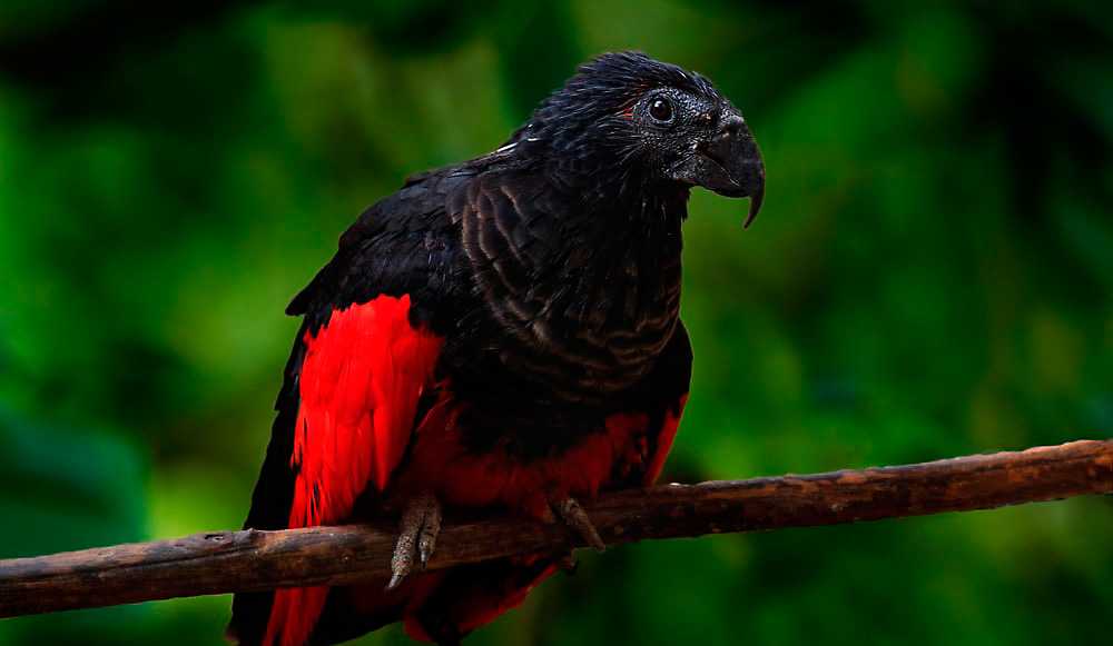 Papagaio Drácula? A ave mais gótica do planeta