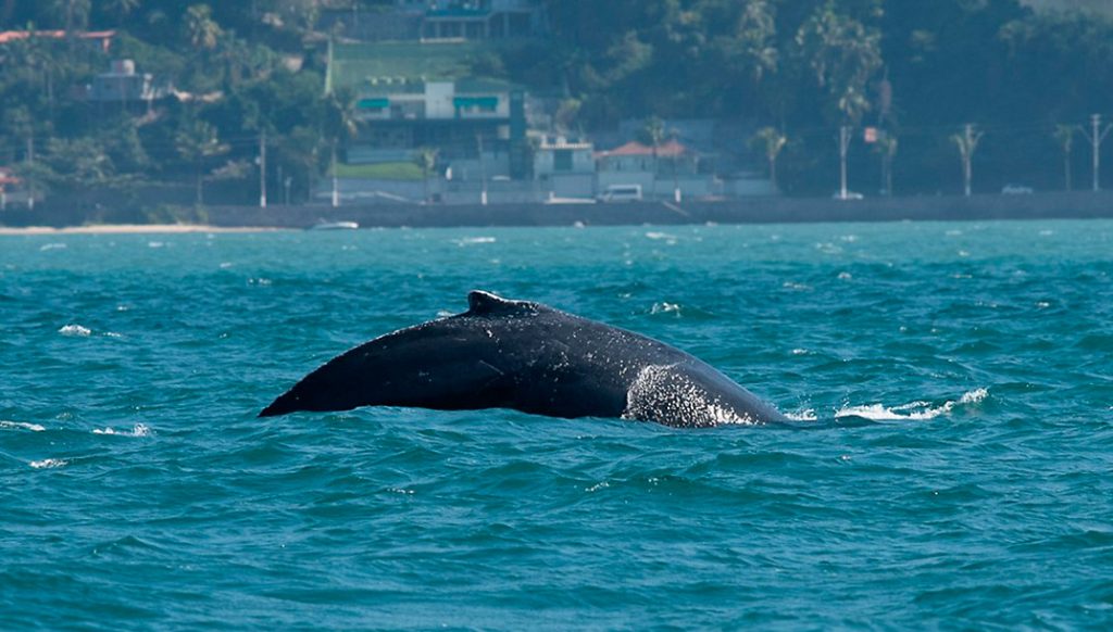 Baleia Jubarte é resgatada em São Sebastião