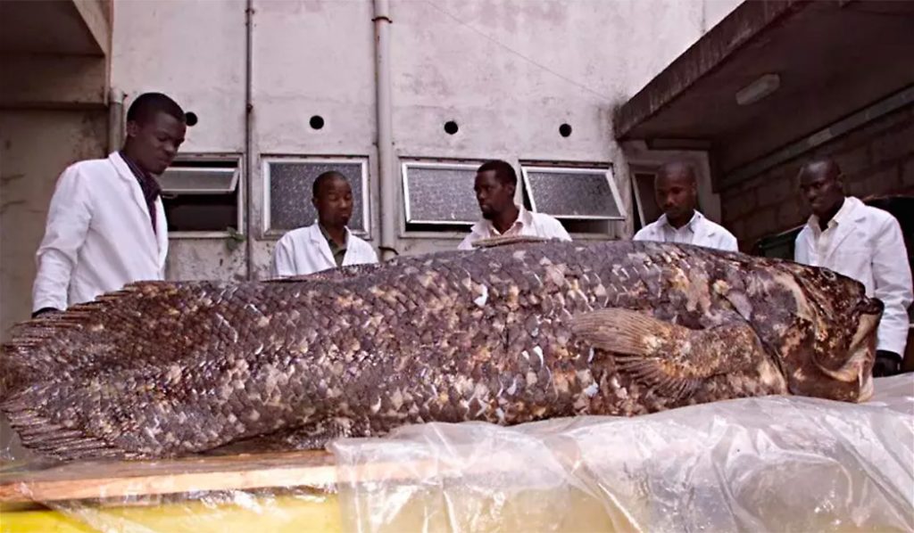 Peixe surpreende cientistas