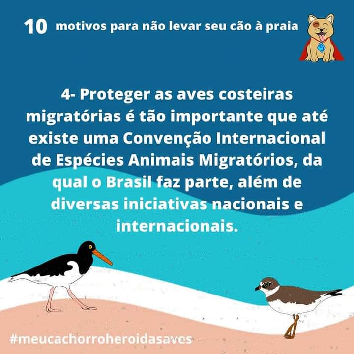 Animal na praia não pode?