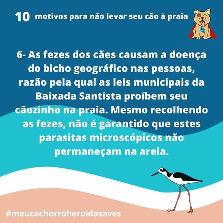 Animal na praia não pode?