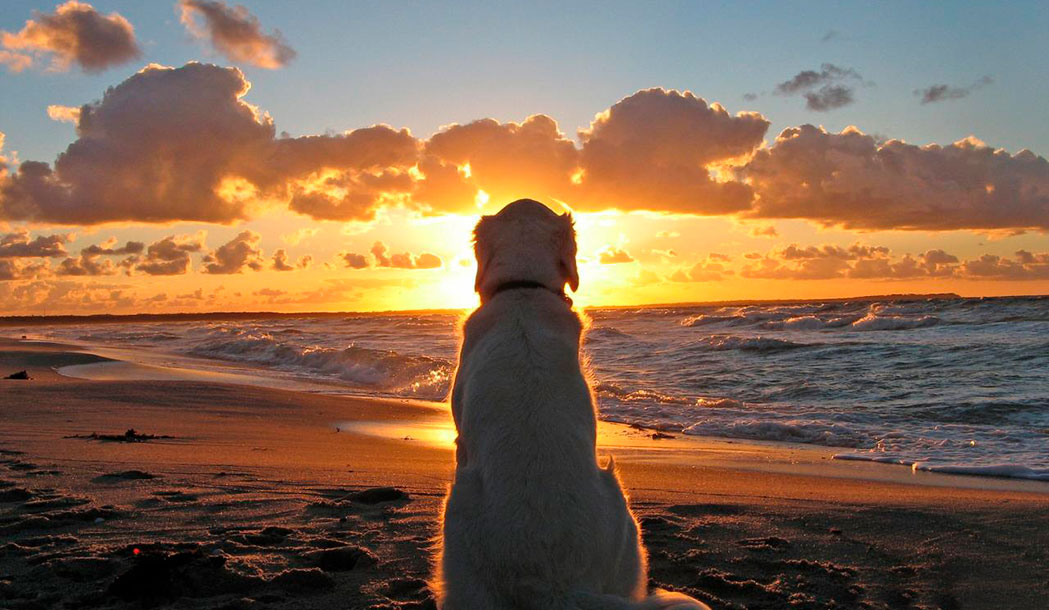 Animal na praia não pode?