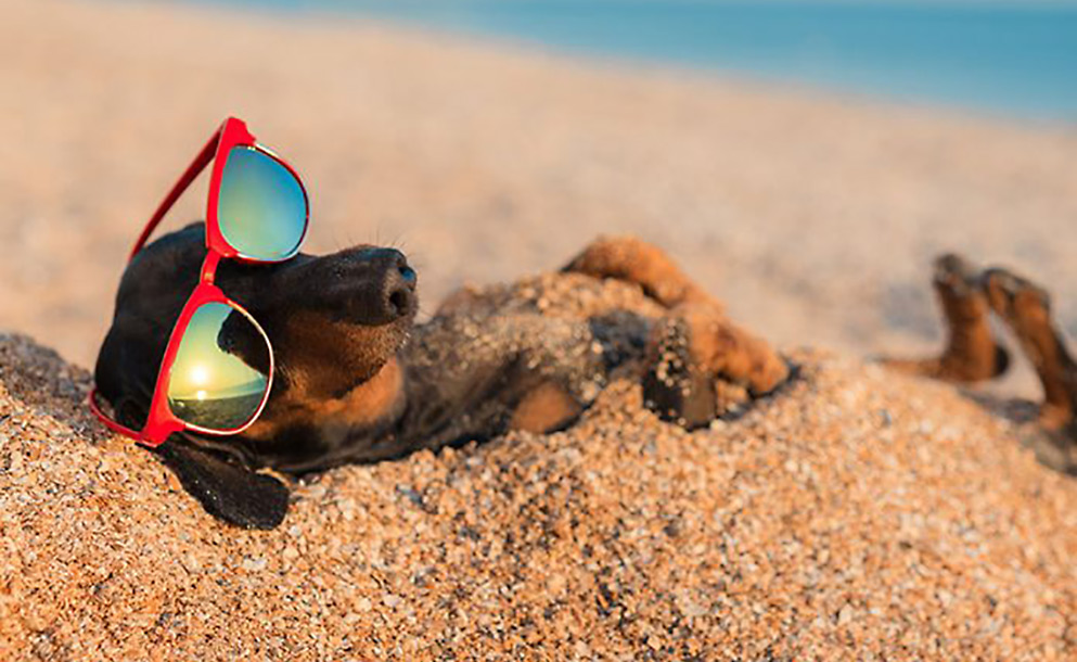 Pet na praia não pode e acarreta multa?