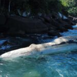 Baleia morta próximo à Ilha Anchieta
