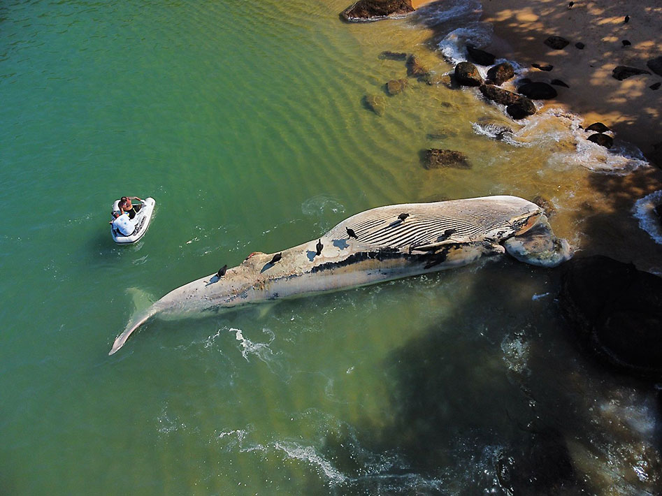 Baleia morta próximo à Ilha Anchieta