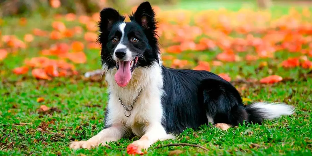 Saiba quais as raças de cães mais inteligentes