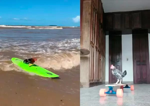 João Frango: o galo surfista?