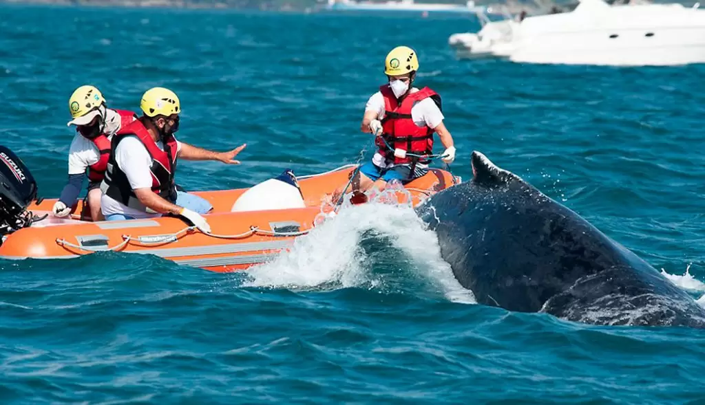 Baleia Jubarte é resgatada em São Sebastião