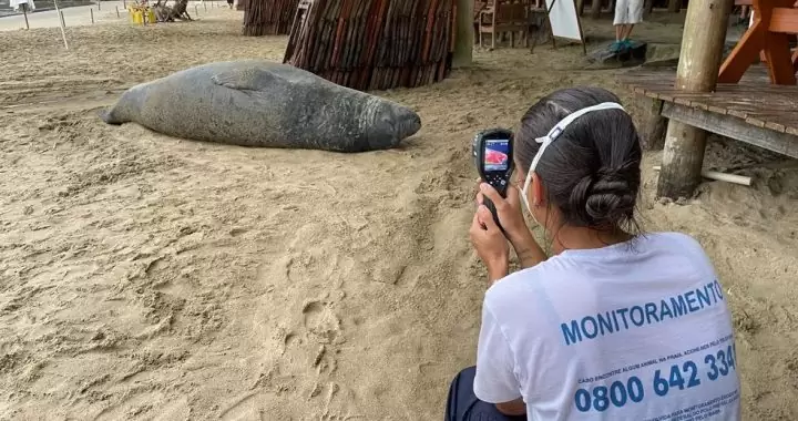 Elefante-marinho é monitorado em Ubatuba