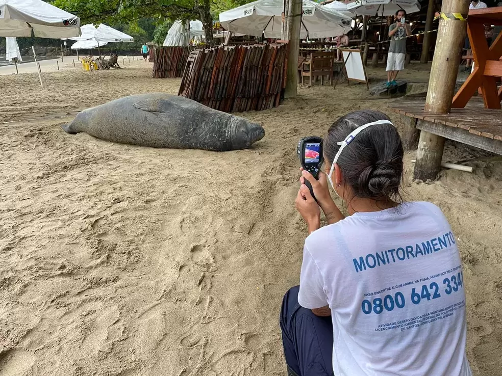 Elefante-marinho é monitorado em Ubatuba