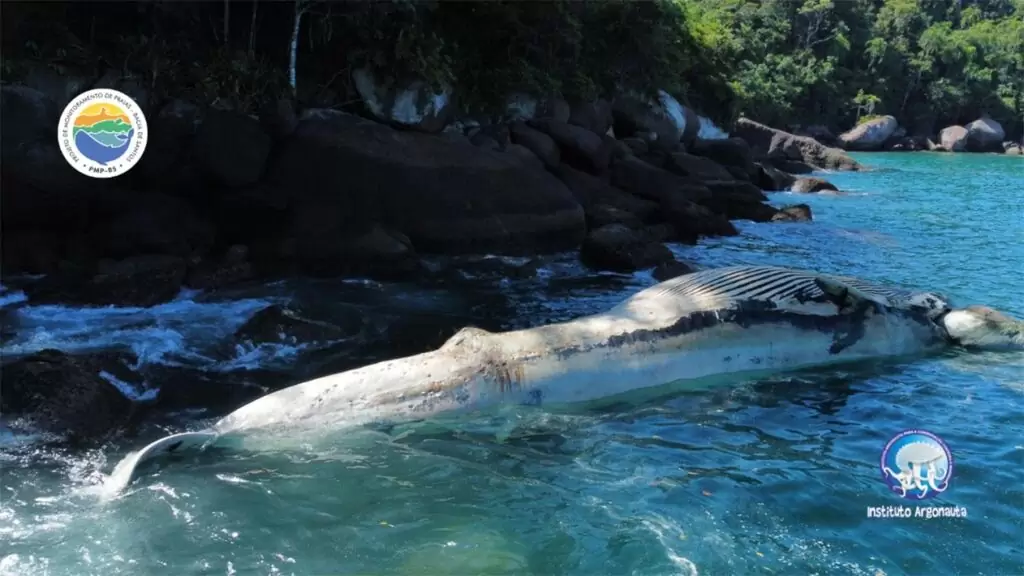 Baleia morta próximo à Ilha Anchieta