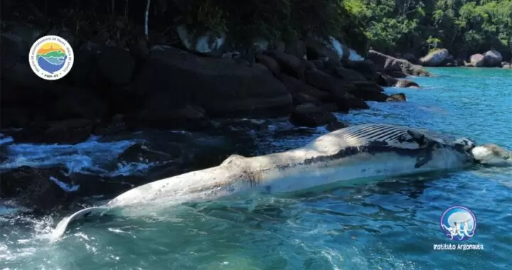 Baleia morta próximo à Ilha Anchieta